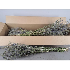 DF Eryngium Bs 150g