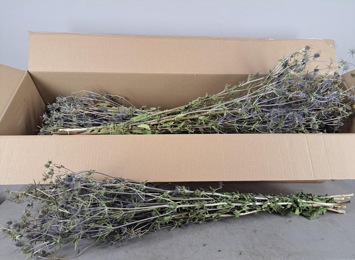 <h4>DF Eryngium Bs 150g</h4>
