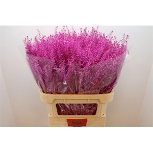 Lep Klb Fuchsia
