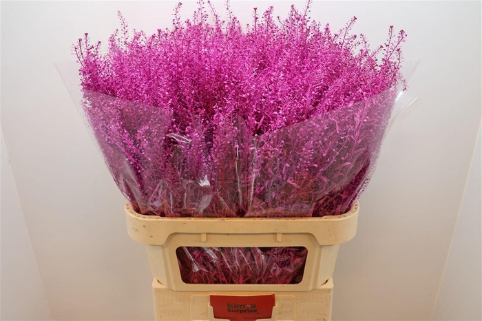 <h4>Lep Klb Fuchsia</h4>