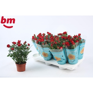 Rosa Hot Jewel Beau Monde Red