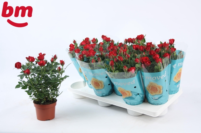 <h4>Rosa Hot Jewel Beau Monde Red</h4>