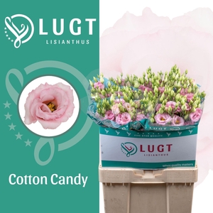 LIS G COTTON CANDY