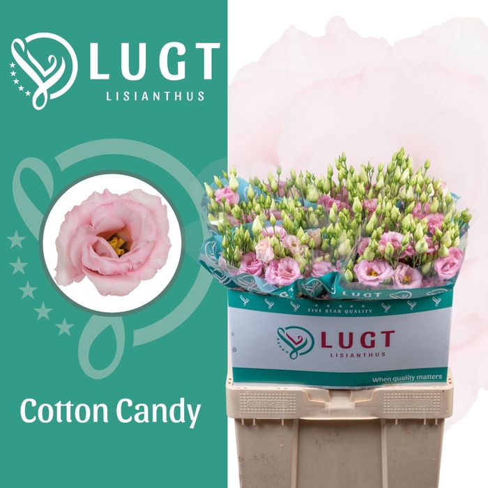 <h4>LIS G COTTON CANDY</h4>