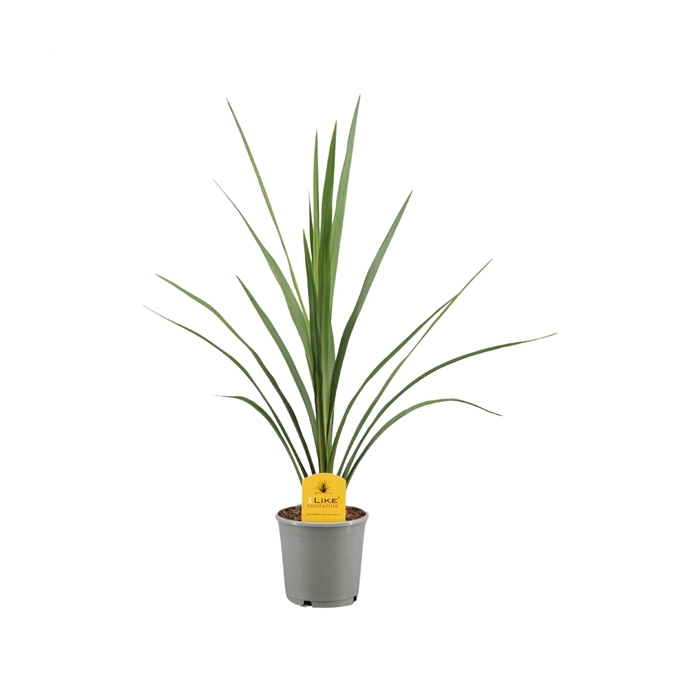 <h4>Cordyline Australis Verde - 13cm</h4>