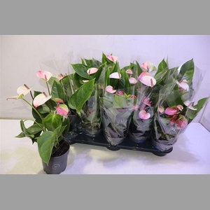 Anthu An Pic Pink Green White