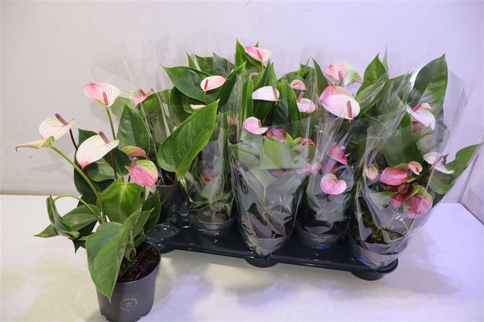 <h4>Anthu An Pic Pink Green White</h4>