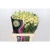 Matthiola Iron Yellow