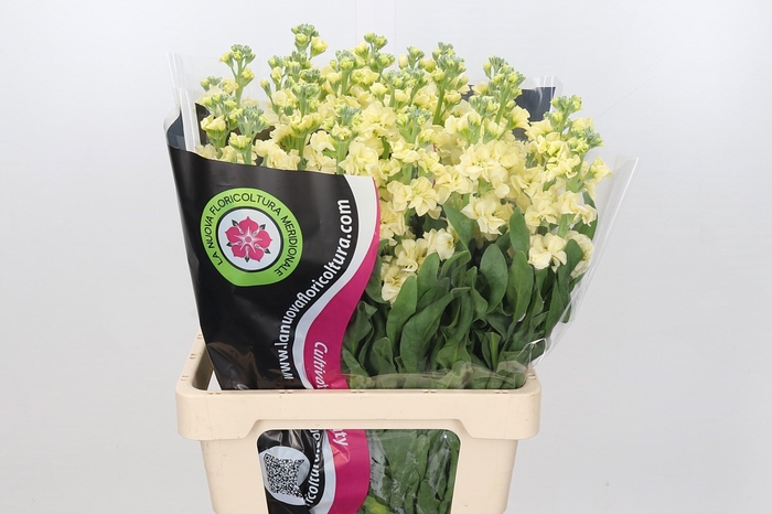Matthiola Iron Yellow