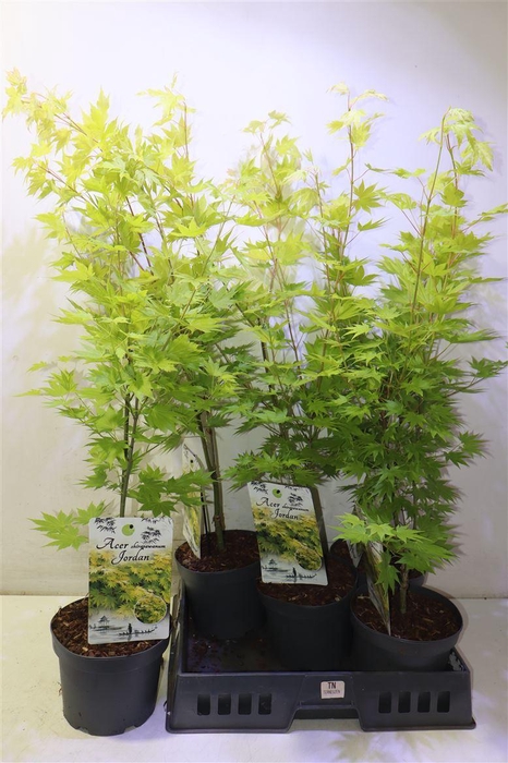 <h4>Acer Sh Jordan</h4>