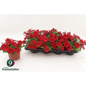 PET FAM RED
