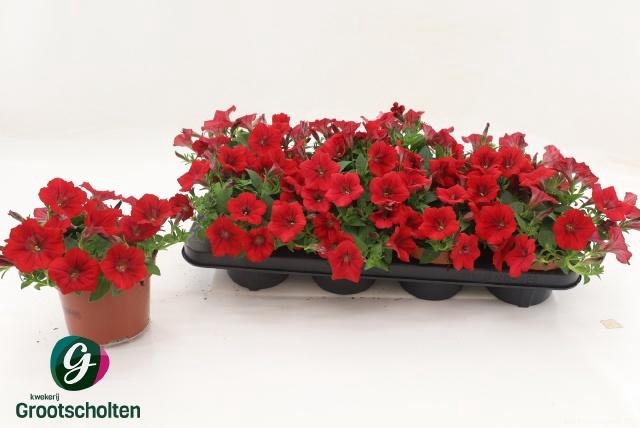 <h4>PET FAM RED</h4>