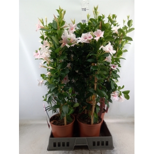 Mandevilla sand. 'SumStar Pink Tou'