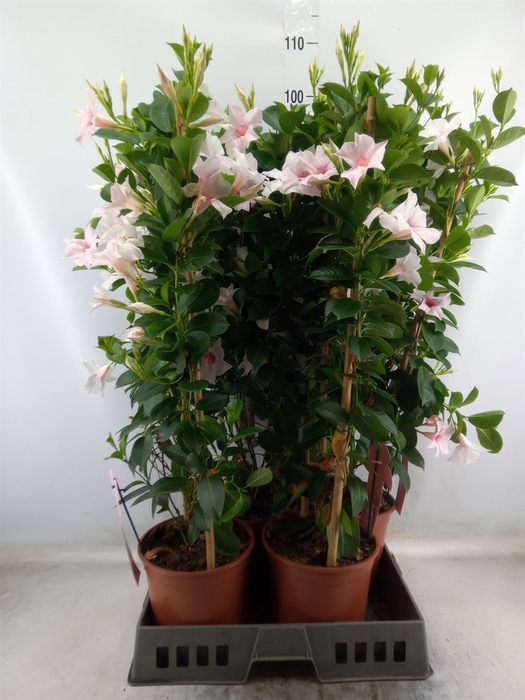 <h4>Mandevilla sand. 'SumStar Pink Tou'</h4>