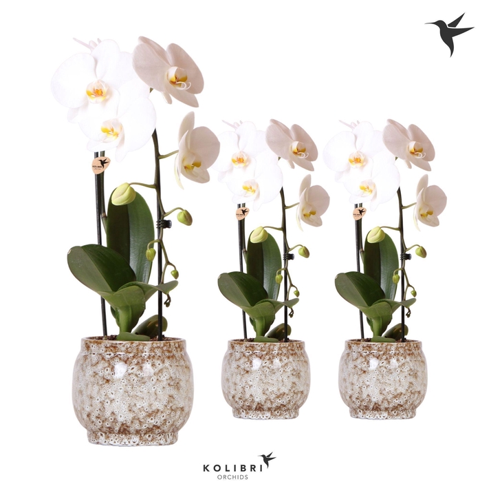 <h4>Kolibri Orchids Phalaenopsis Cascade Niagara Fall white 1 spike in Safari pot</h4>