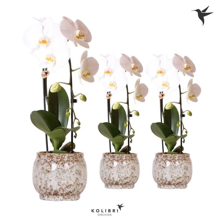 <h4>Kolibri Orchids Phalaenopsis Cascade Niagara Fall white 1 spike in Safari pot</h4>