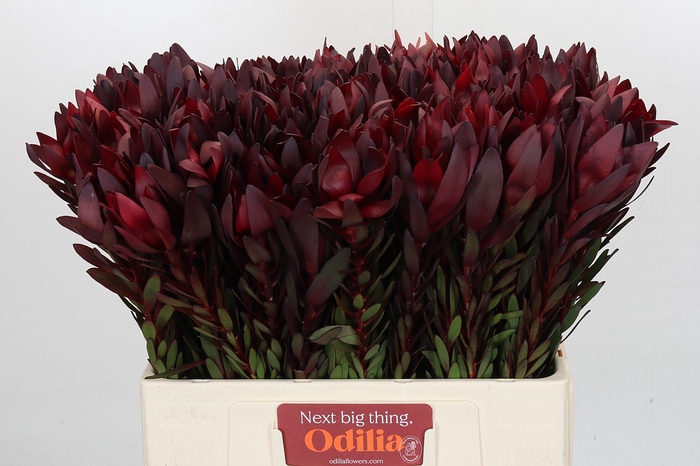 <h4>Leucadendron Saf Sunset Dark Red</h4>