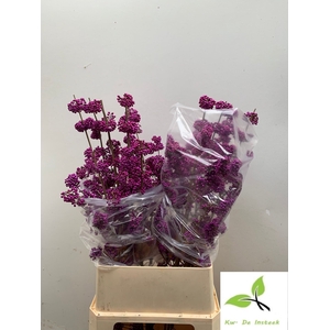 Callicarpa Profusion Insteek