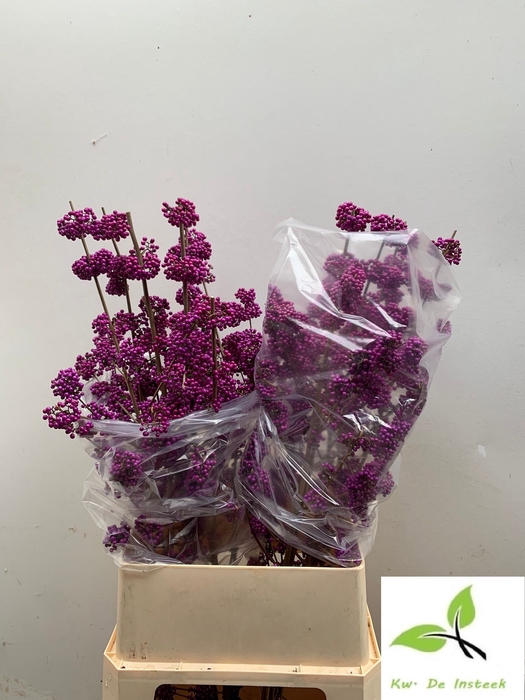 <h4>Callicarpa Profusion Insteek</h4>