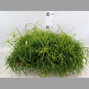 Rhipsalis cassutha