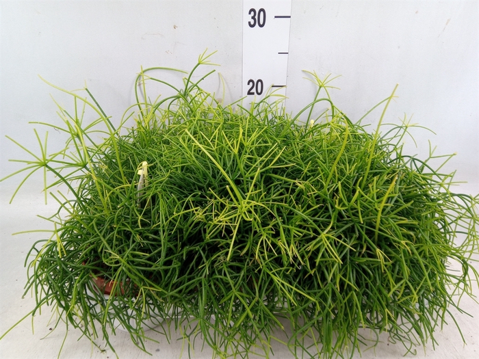 <h4>Rhipsalis cassutha</h4>