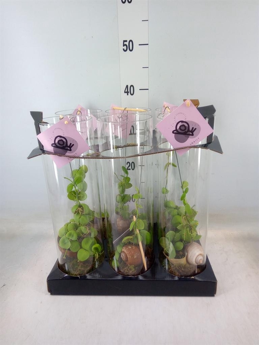 <h4>Arr.  Dischidia</h4>