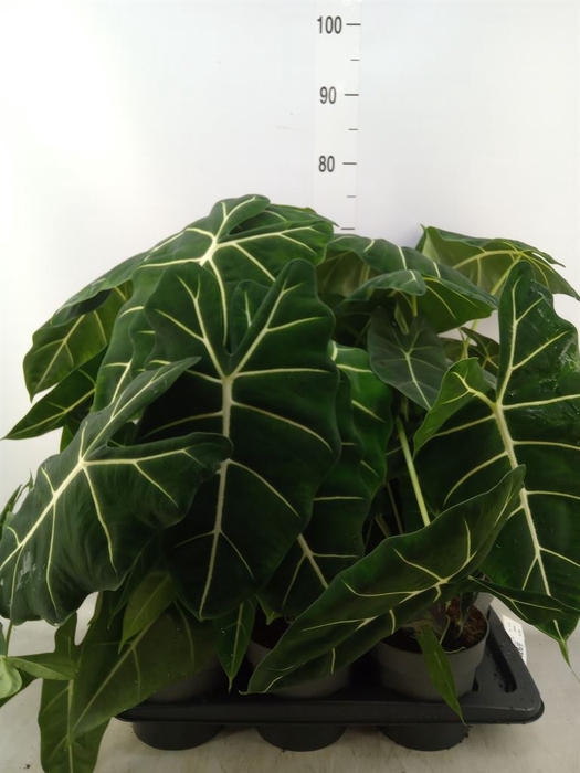 <h4>Alocasia   ...</h4>