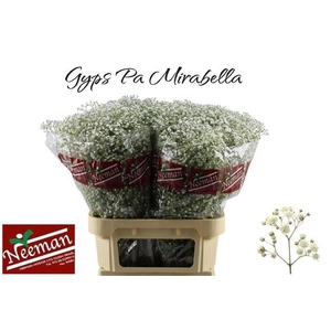 GYPS PA MIRABELLA