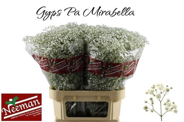 <h4>GYPS PA MIRABELLA</h4>