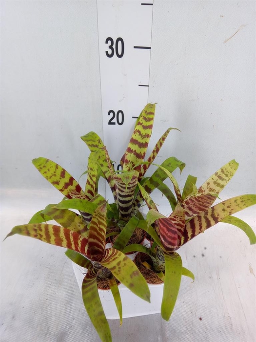 <h4>Vriesea  'Era'</h4>