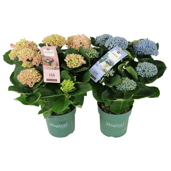 <h4>Hydrangea Magical Revolution ® mix 5/6 flowers</h4>