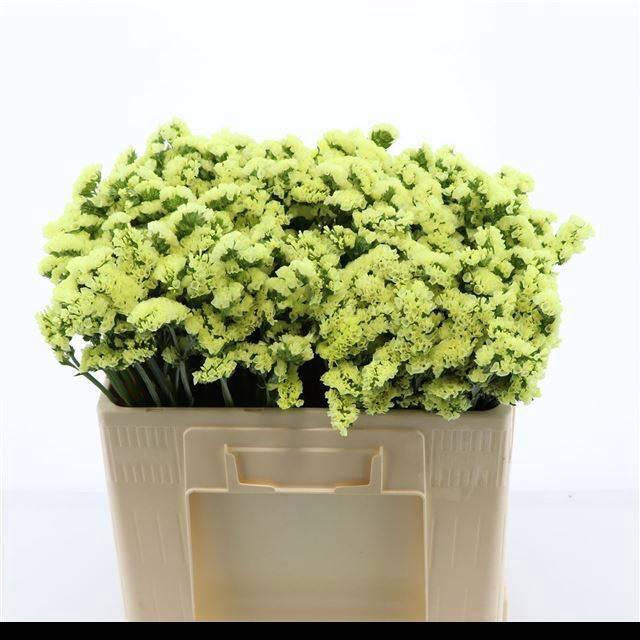 <h4>LIM S GLOSSY WINGS</h4>