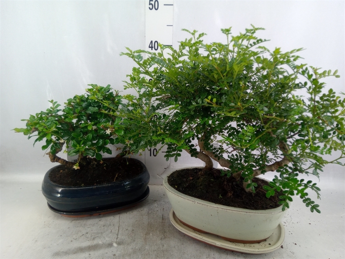 <h4>Bonsai   ...</h4>