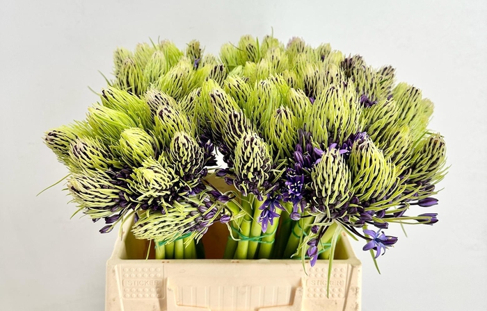 <h4>Scilla Peruviana</h4>