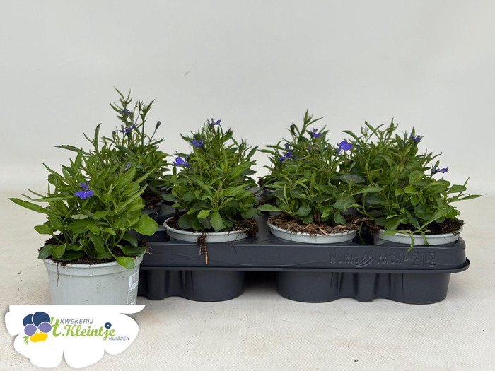 <h4>LOBE ER HOT BLUE</h4>