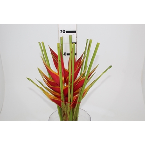 HELICONIA STRICTA TAGAM