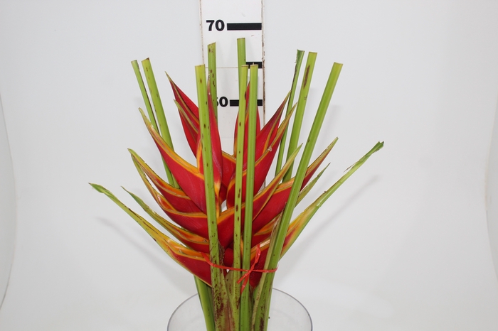 <h4>HELICONIA STRICTA TAGAM</h4>
