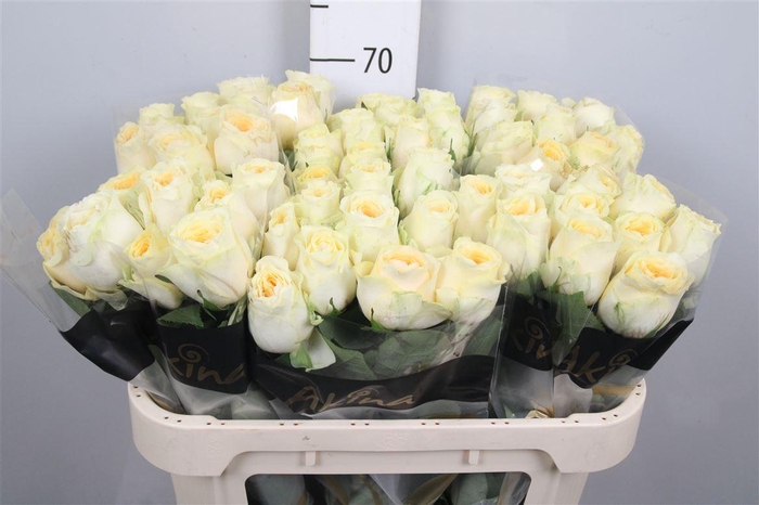 <h4>R Gr Buttercup</h4>