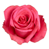 R Gr Hot Explorer Hot Pink 60cm EC