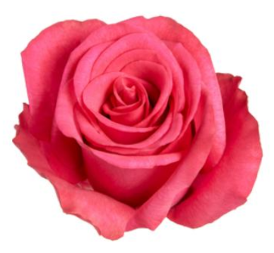 <h4>R Gr Hot Explorer Hot Pink 60cm EC</h4>