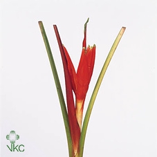 <h4>Musa Sapientum Green Xl</h4>