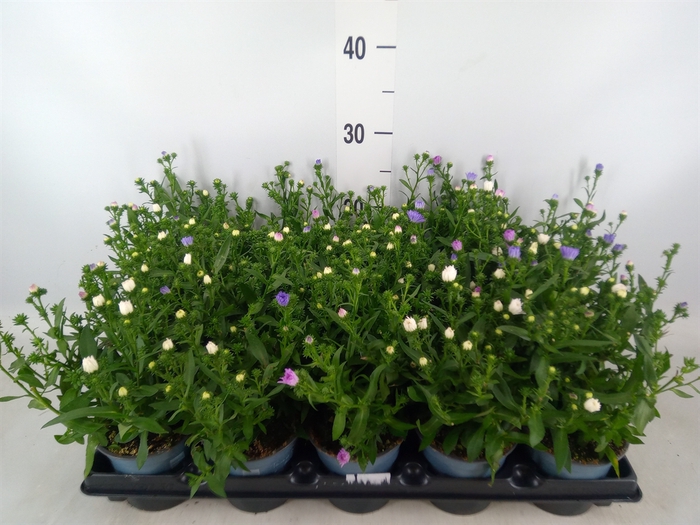 <h4>Aster n-b   ...</h4>