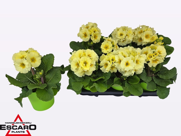 <h4>PRIM ELATIOR</h4>