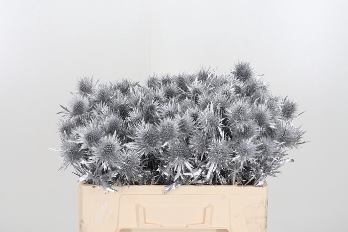 <h4>Eryn Supernova Kl Bh Zilver</h4>