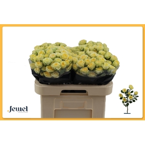 R TR WEDDING INVITE Water