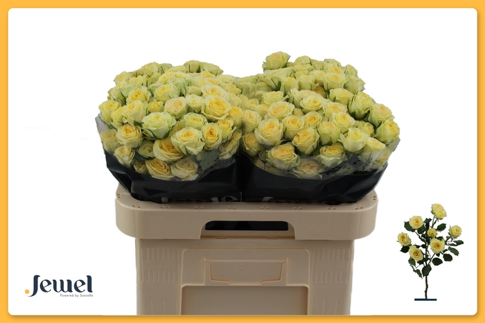 <h4>R TR WEDDING INVITE Water</h4>