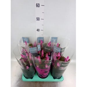 Celosia spic. 'Merida Pink'