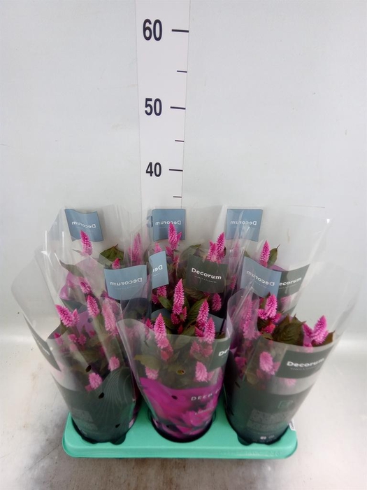 <h4>Celosia spic. 'Merida Pink'</h4>