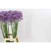 Allium Violet Beauty
