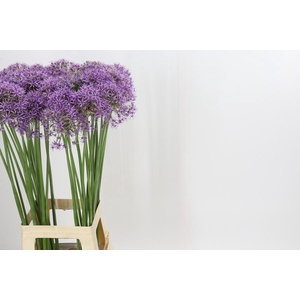 Allium Violet Beauty
